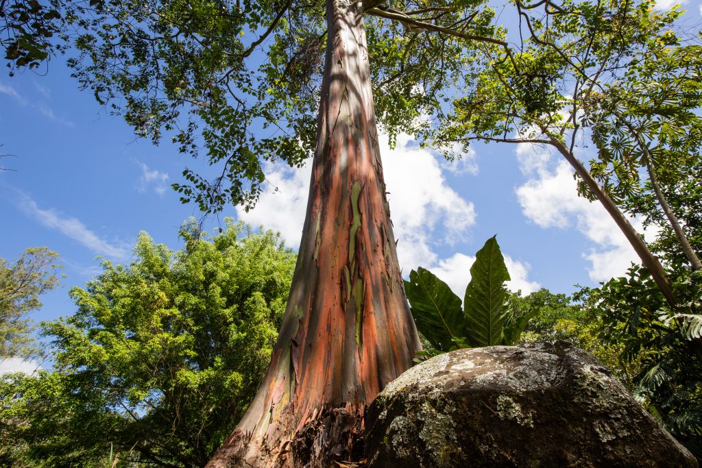 Growing tree growing tree